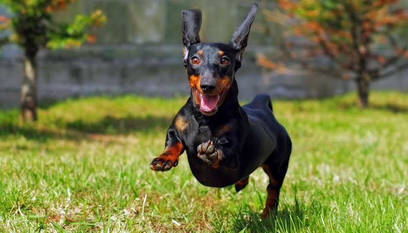 Éduquer son chiot, de 0 à 2 ans